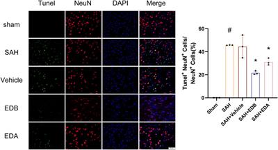 Edaravone dexborneol attenuates oxidative stress in experimental subarachnoid hemorrhage via Keap1/Nrf2 signaling pathway